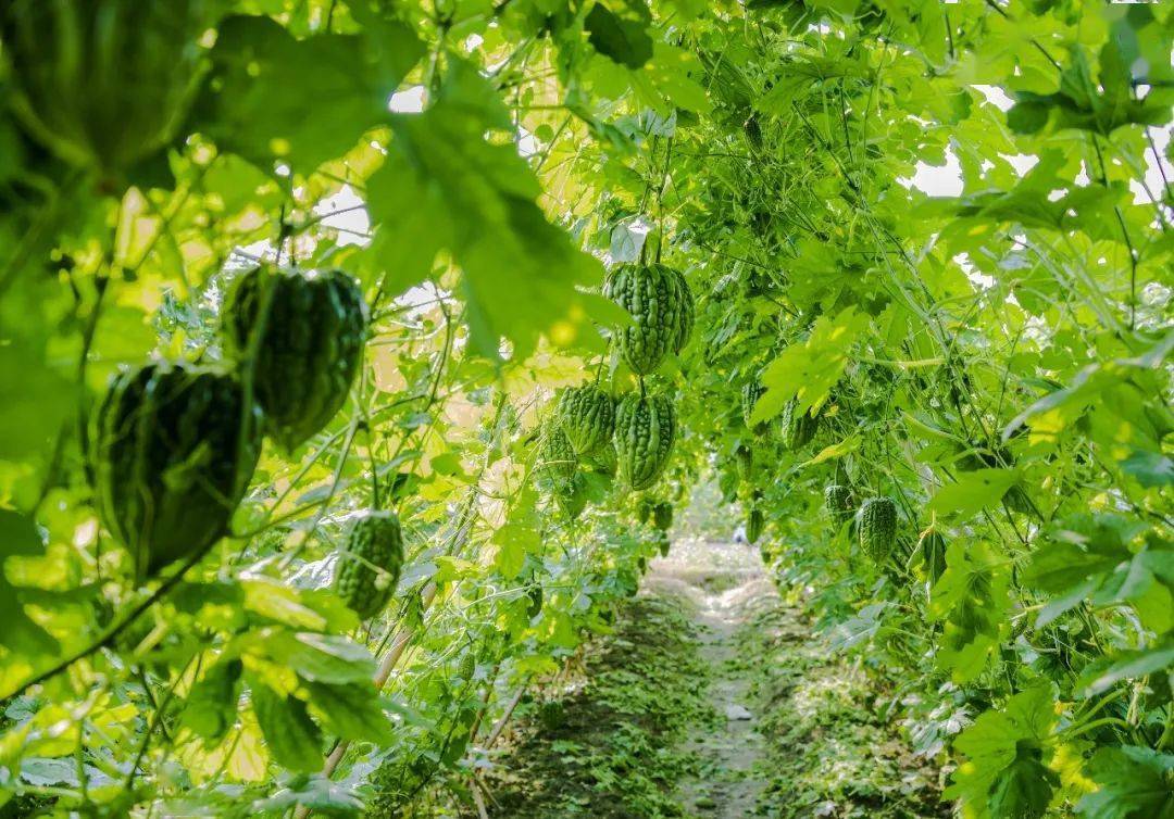 【蓬江风物】杜阮凉瓜,我的最爱