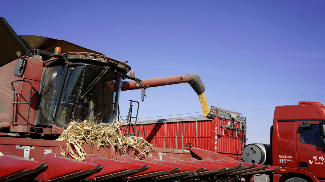 秋日乡村美 | 榆林玉米丰收"金"满仓_靖边_示范_单产