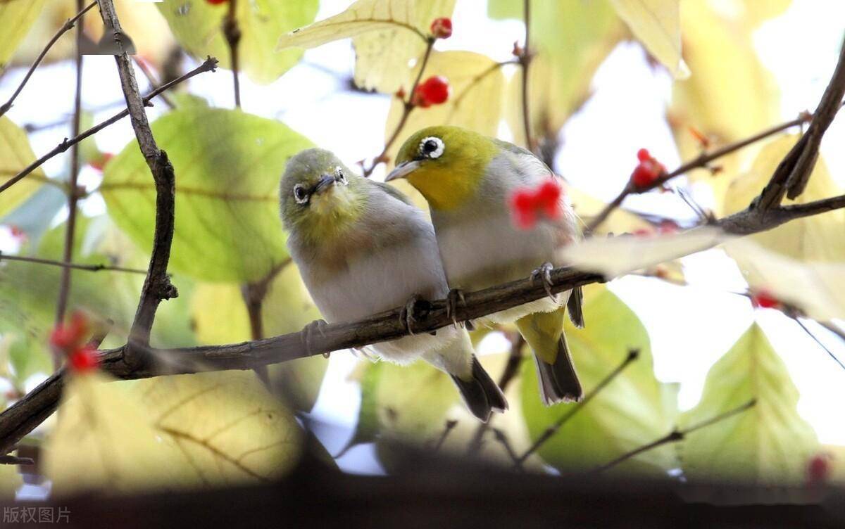 沈阳:晚秋时节,一对绣眼鸟秀恩爱,场面温馨可爱_铁西区_辽宁省_把头