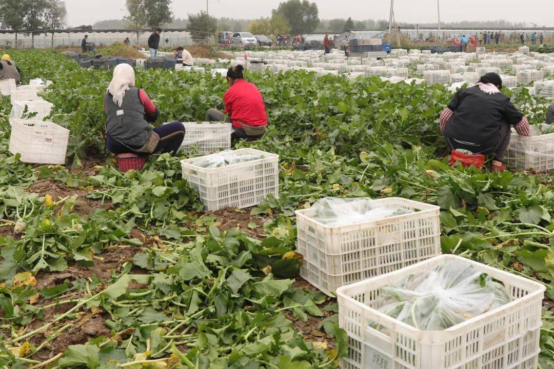 郭绍祥_口感_嘎巴