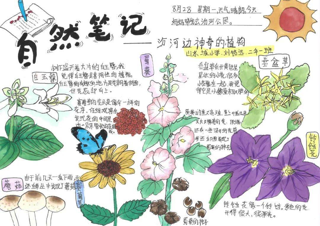山西省青少年"一起向自然"2023年生物多样性自然笔记征集活动获奖作品