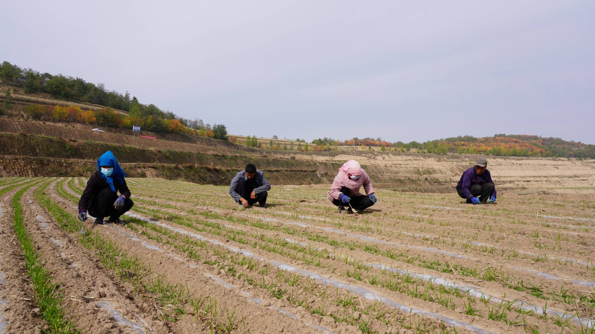甘肃静宁20万亩冬小麦苗齐苗壮长势喜人_种植_全是县_农技中心