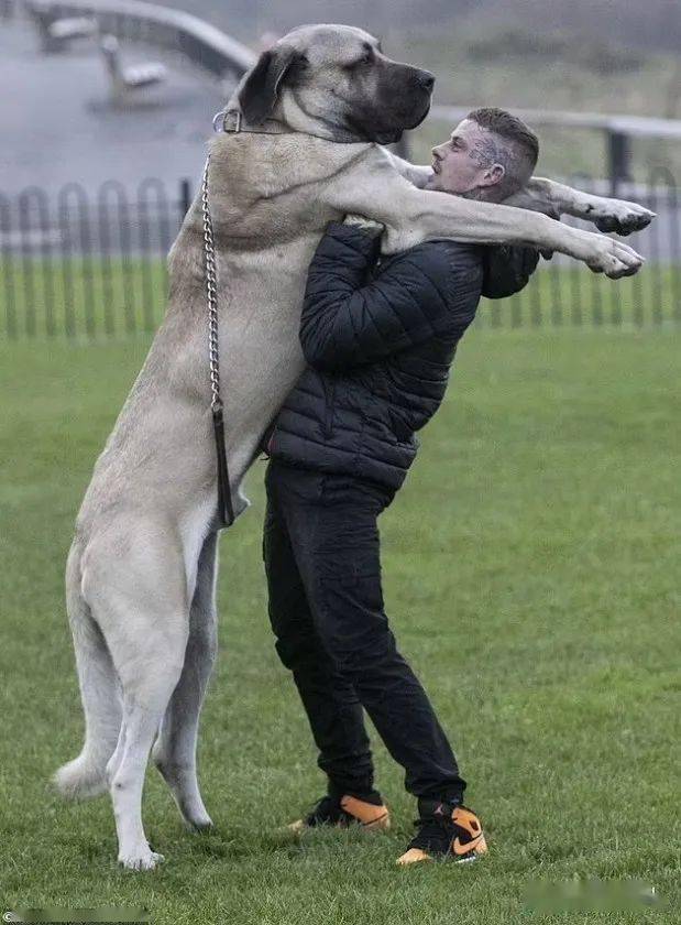 拉克诺斯犬图片