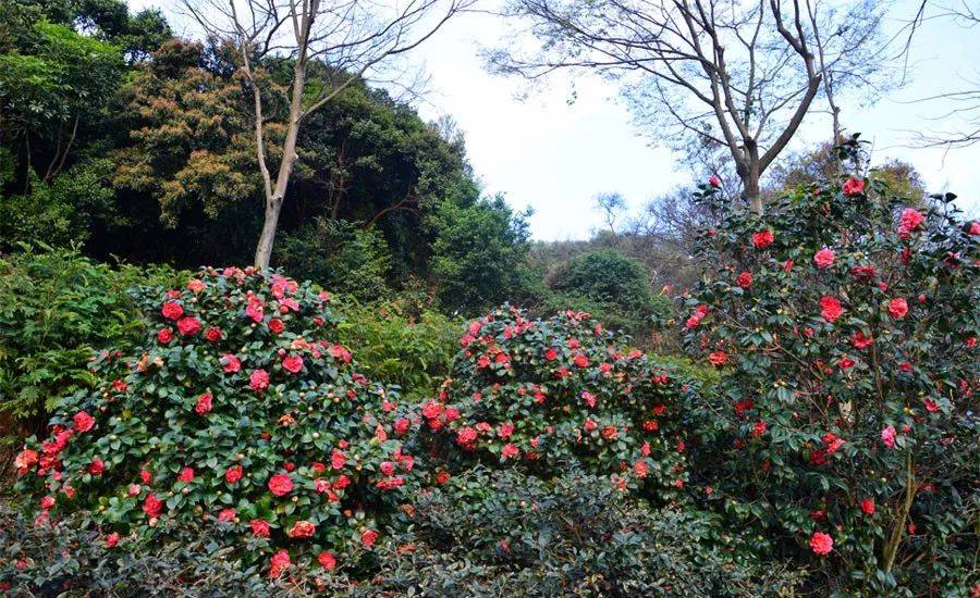 西樵山茶花园简介图片