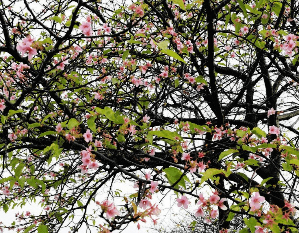 刚11月份，日本千叶的樱花开了_河津_开花_赏樱