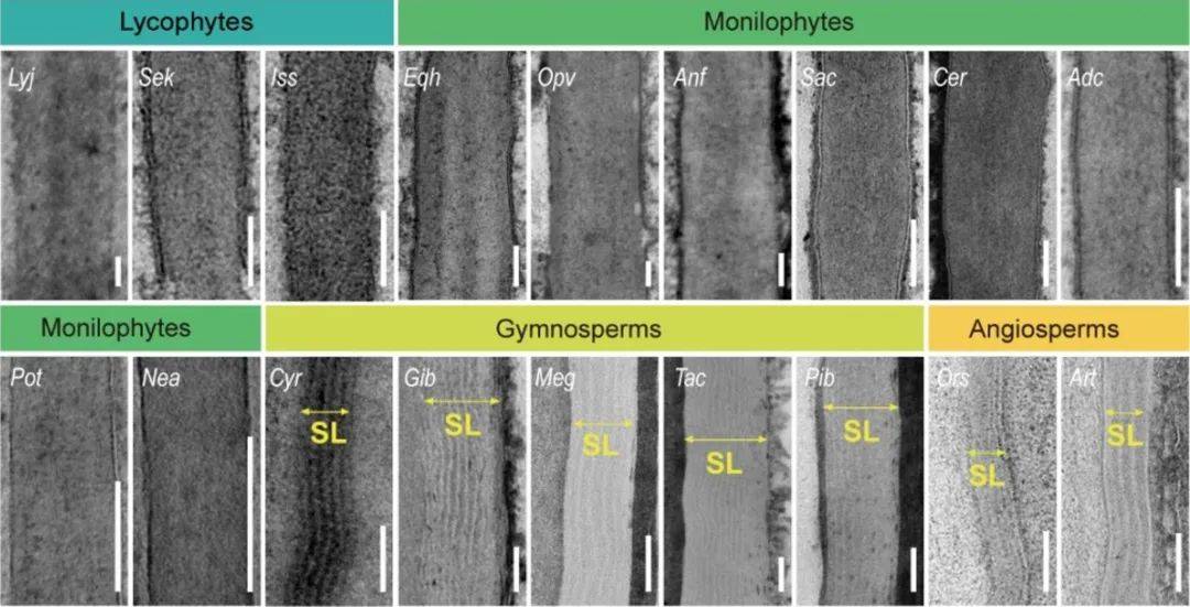 evolutionary innovation of root suberin lamellae contributed to