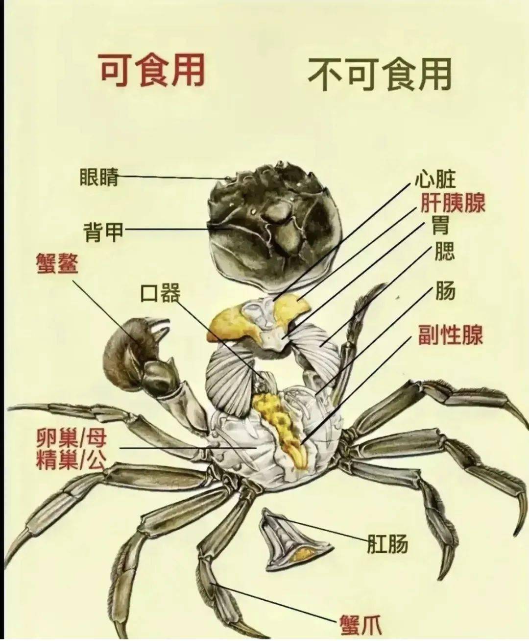 螃蟹生殖系统示意图图片