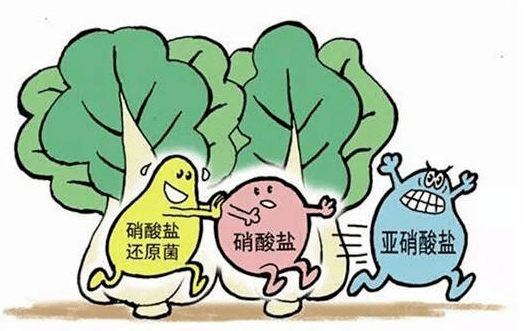 原因是……_亚硝酸盐_蔬菜_含量