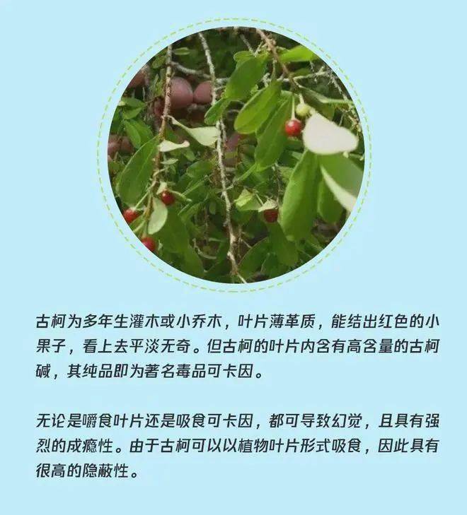 7,可卡因(cocaine)可卡因是从古柯叶中提取的一种白色晶状的生物碱,是