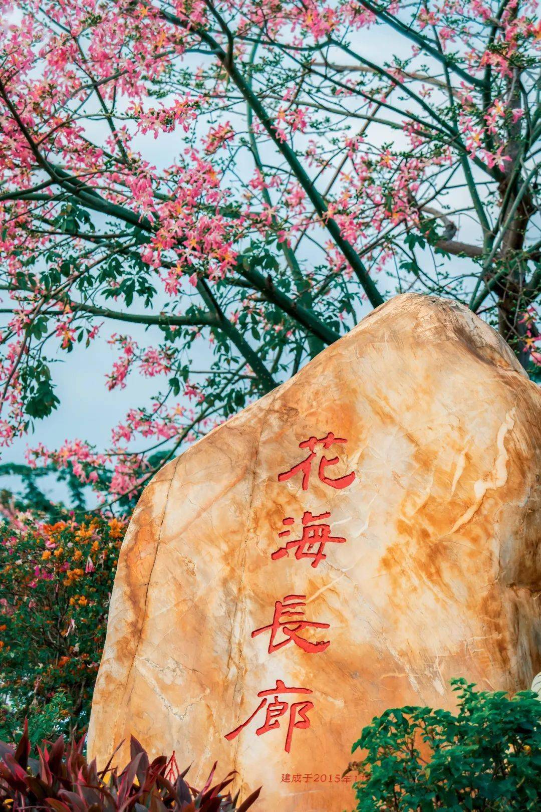 来横琴,和ta来场樱花木棉之恋吧_花海_长廊_景观带