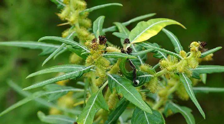 防范外来物种入侵丨随物传播的刺苍耳_危害_植物_生物