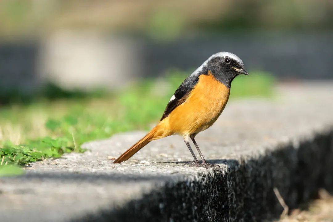 成都市区常见鸟类图片