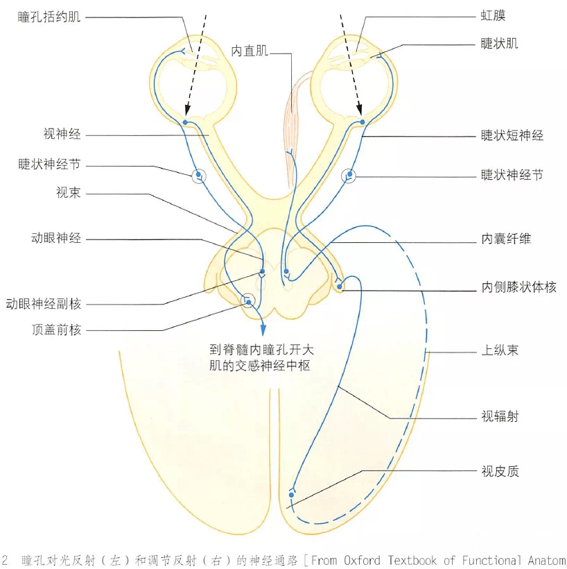 30張眼睛基礎解剖精選圖_眼球_視覺_防控