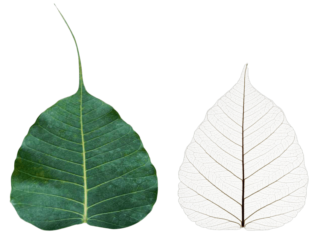 还记得这两片菩提叶吗?