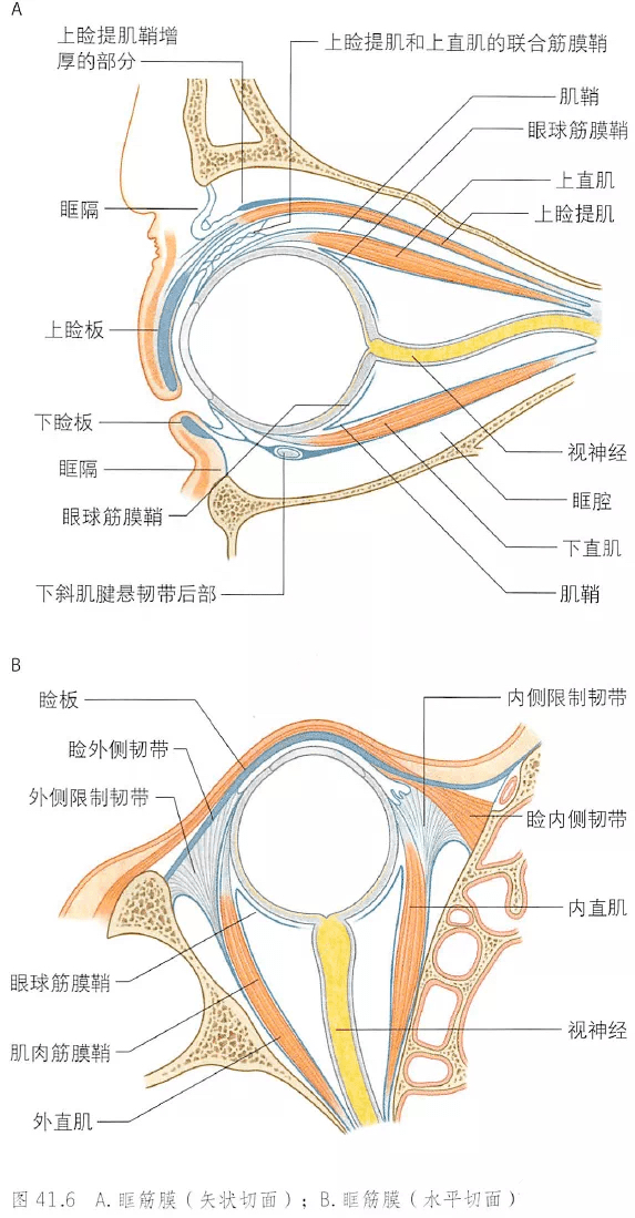 30张眼睛基础解剖精选图