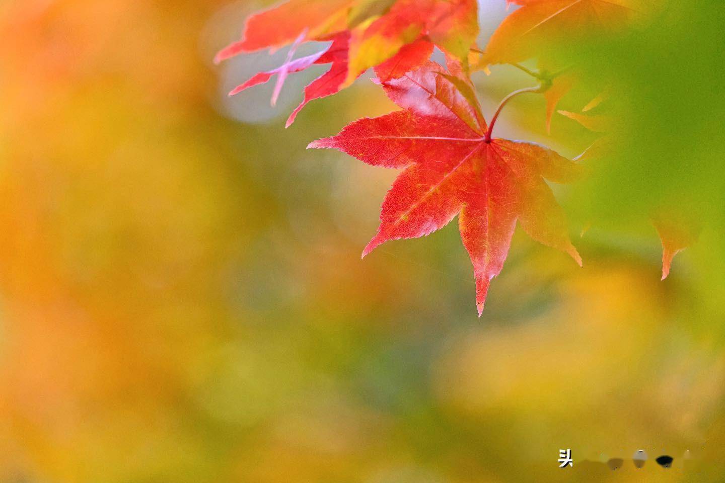 黑背景叶片,用手机怎么拍?