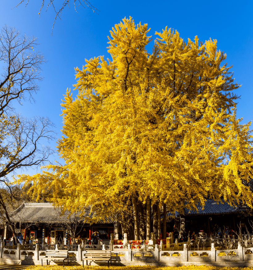 尽显古刹风韵在阳光的映衬下,熠熠生辉深秋时分,两株古银杏树身披金甲