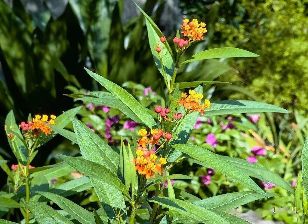 到处留情的马利筋_有毒_植物图鉴_中国
