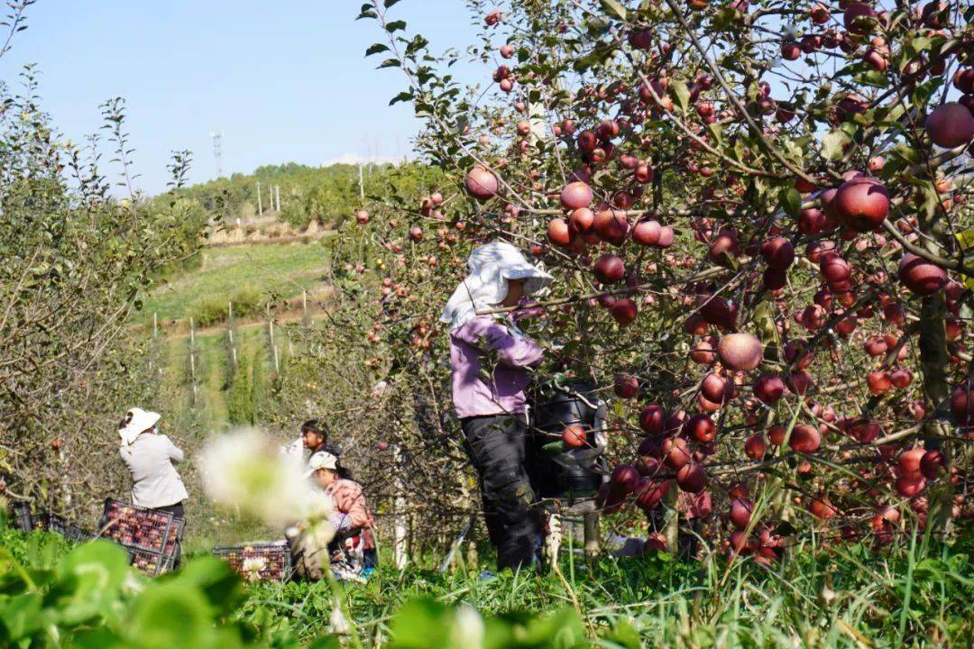 牛棚镇水源村晚熟苹果上市_威宁县_产业_的发展