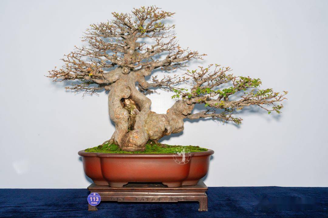 第三弹!中盆协会员展评分(下)_cm_藏品_真柏