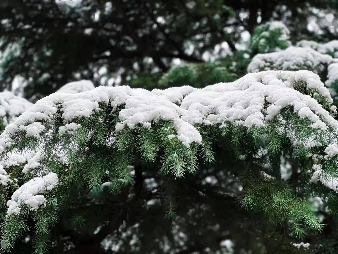 山东高校初雪图鉴_雪花_银装素裹_冬日