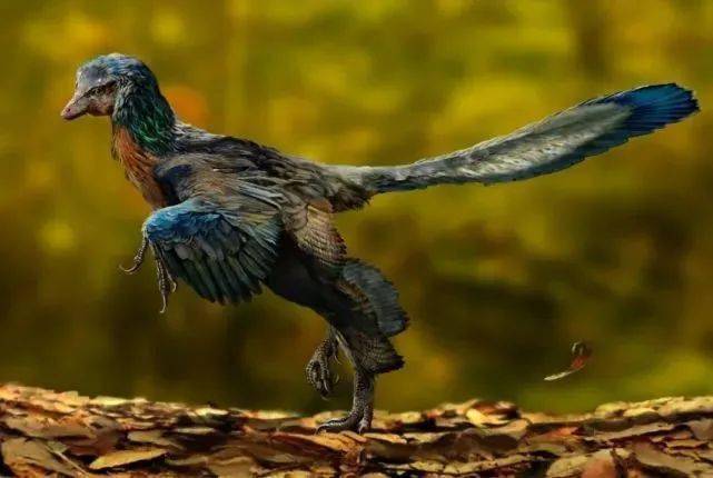 粗壮原始祖鸟复原图入门姿式寐龙化石标本心动了吧,快来看看如何抽空