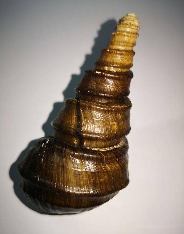 古人吃出了4万平米螺蛳壳山,这些才是真螺蛳?_滇池_古滇_遗址