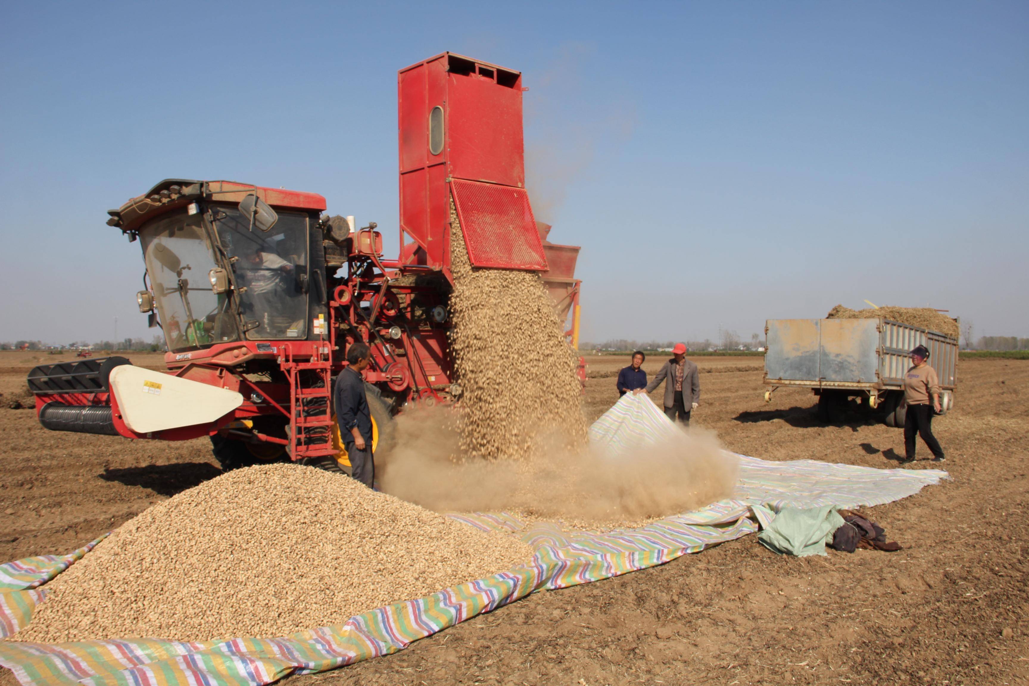 "小花生"成了"大品牌"_种植_机械化_丁营乡