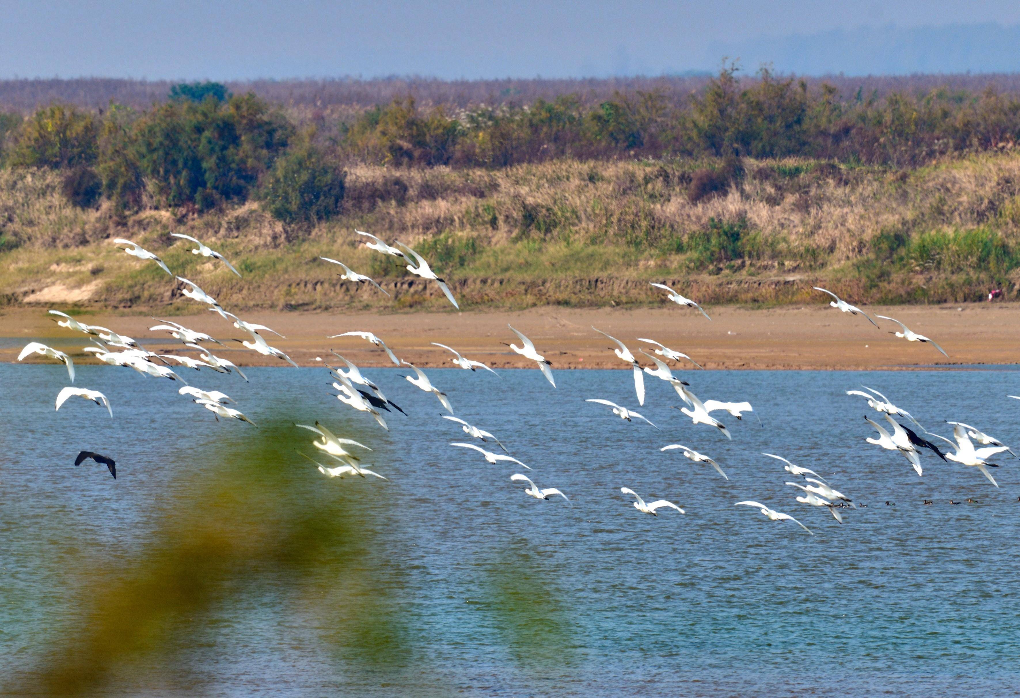 图说洛阳丨孟津:湿地生态美 飞鸟翩跹入画来_黄河_自然保护区_鸟类