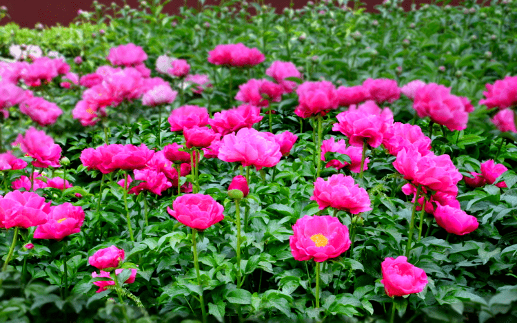 品种_方式_志勇