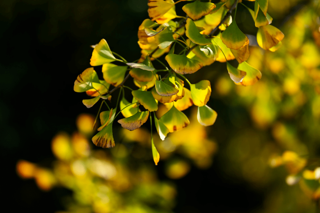 苍溪,初冬时节银杏黄_阳光_美景_色彩