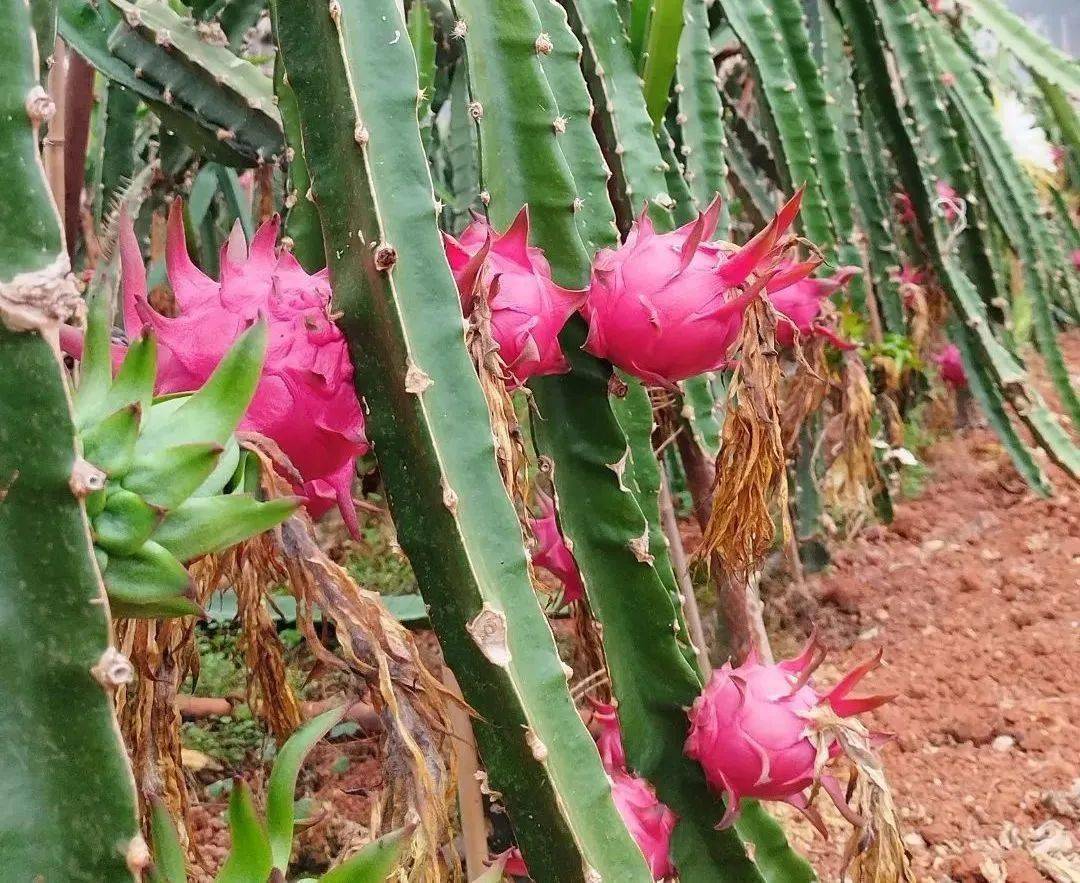 汉阴这里的火龙果熟了!采摘走起!_种植_图片_涧池镇