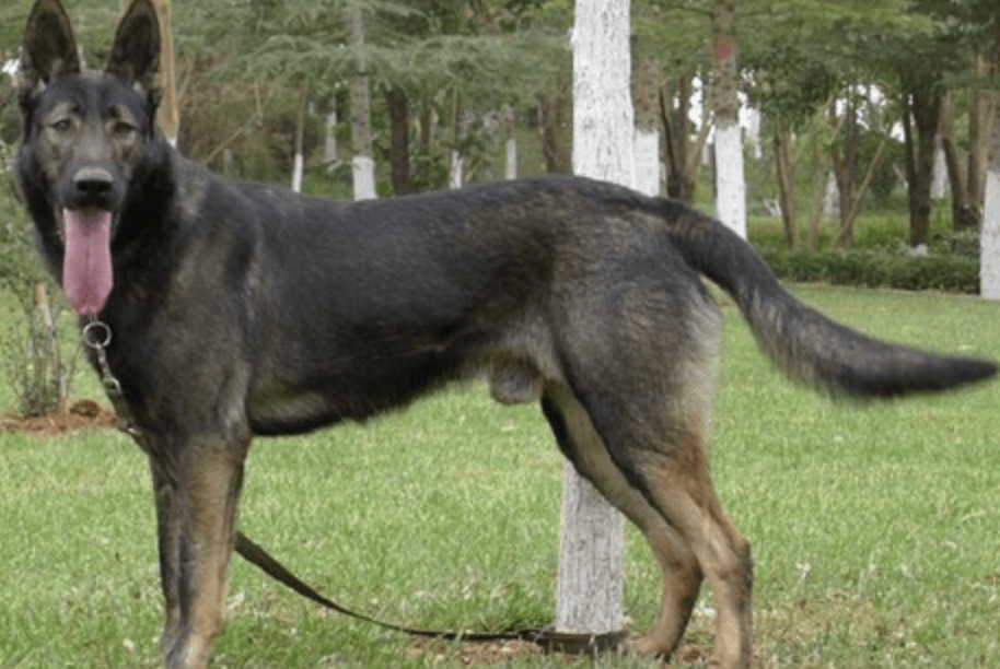 荷兰牧羊犬(dutchshepherddog)德国牧羊犬(germanshepherddog)罗威纳