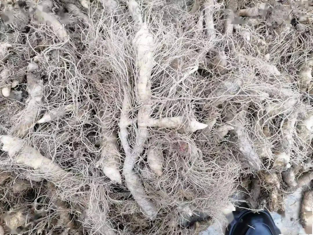 玉竹的种植面积受价格高低影响,前几年价格低,多数种植户减少了面积.