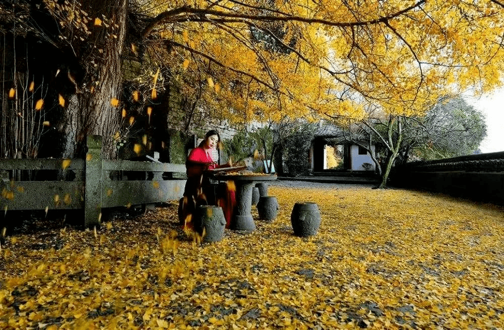 2023"杏"会大慈岩银杏节|如此有"杏",邀您共赴黄金之约~!