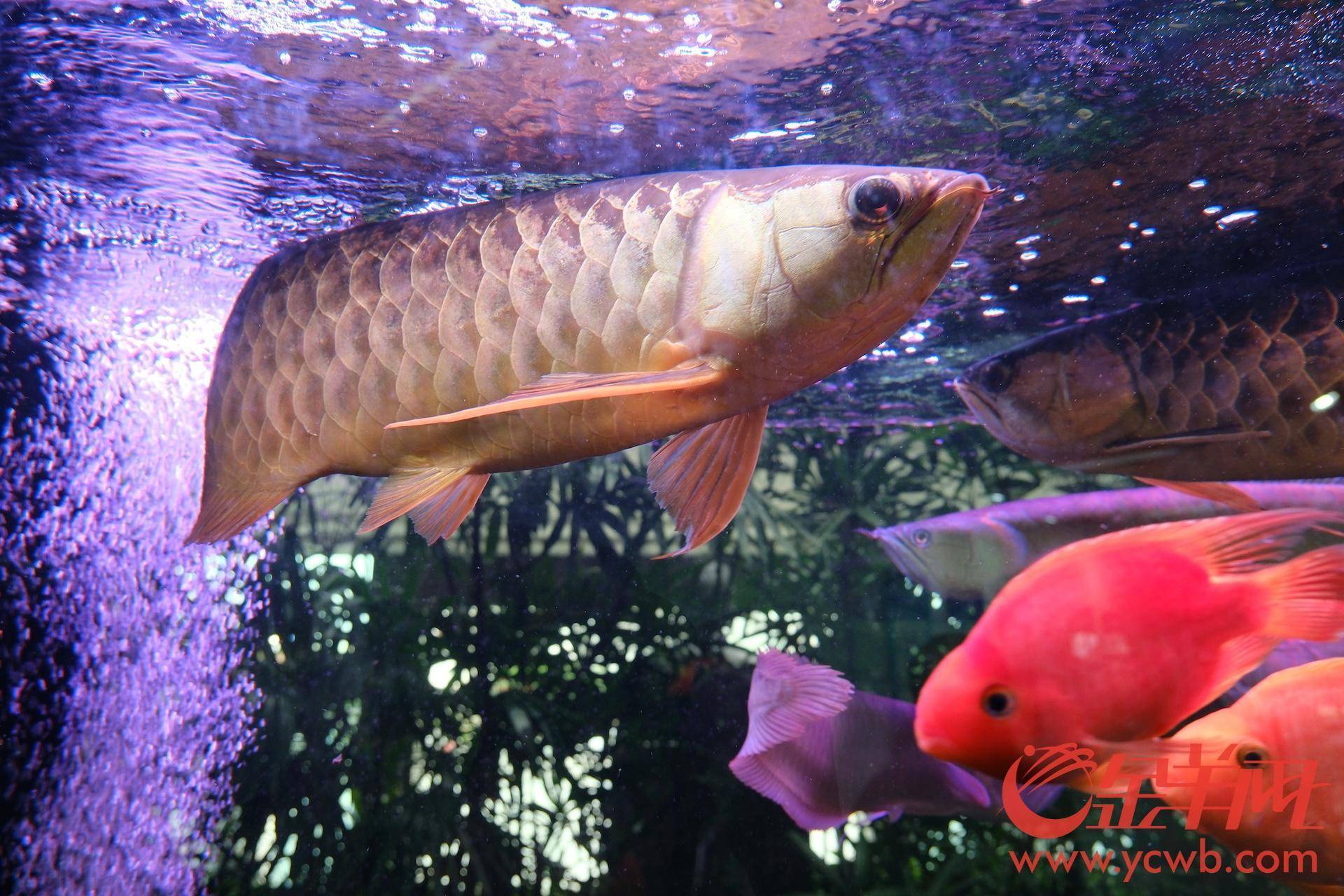 院校在校大学生团体或个人,围绕西塱村观赏鱼主题进行墙绘设计创作