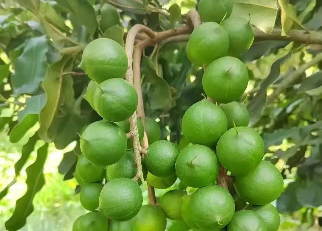 打好澳洲坚果市场价格"主动仗"——《云南日报》点赞临沧镇康县完善联