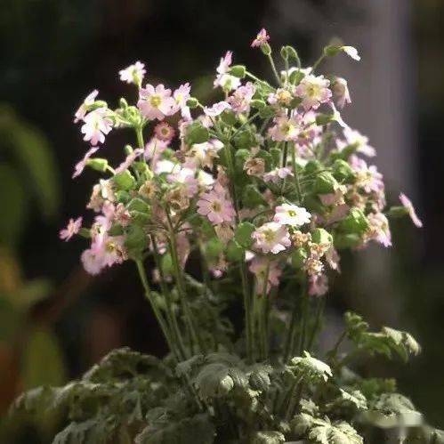 寒冬不惧,繁花满溢~_阳台_的花园_低温