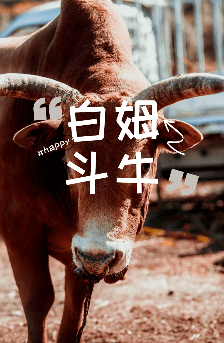 看斗牛,喝牛汤……_活动_武义_时间