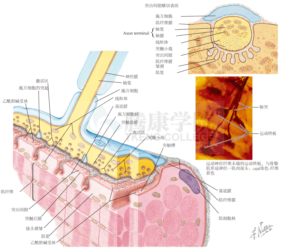神经肌肉接头处的图片