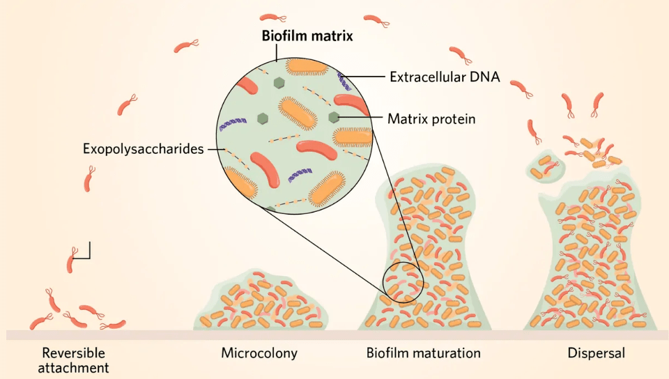 colony微生物图片