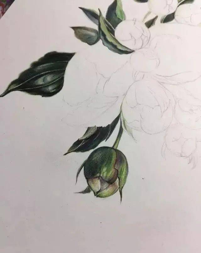 彩铅手绘花朵丨如何画彩铅山茶花?一步一步图解_白色_叶子_step
