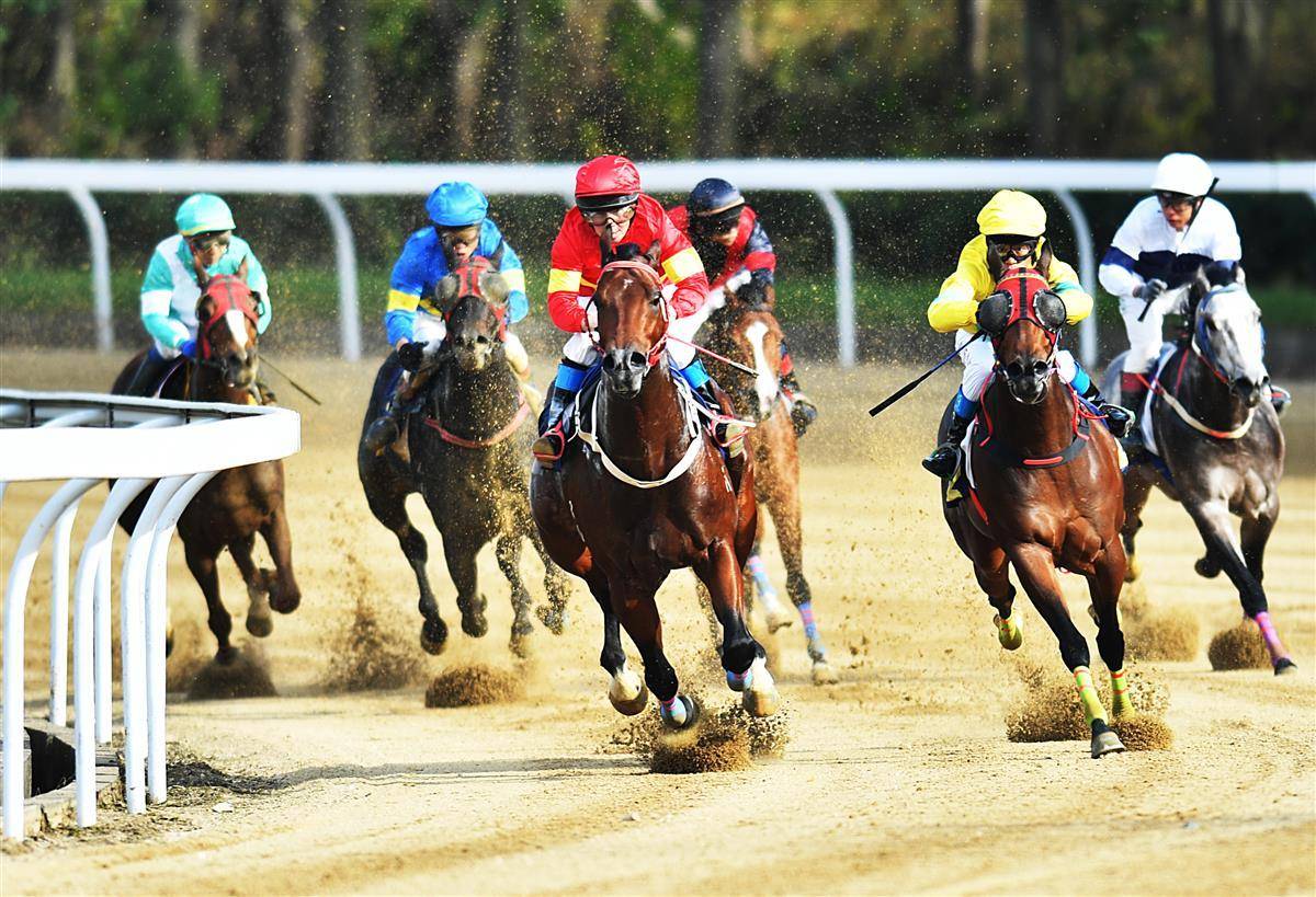 三大桂冠各归其主,2023全国速度赛马冠军赛完美收官_武汉_中国马术