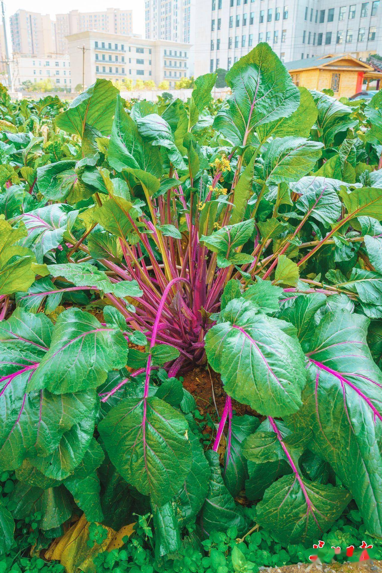 清甜"大股子"红菜薹打霜后才大量上市_种植_品种_高山