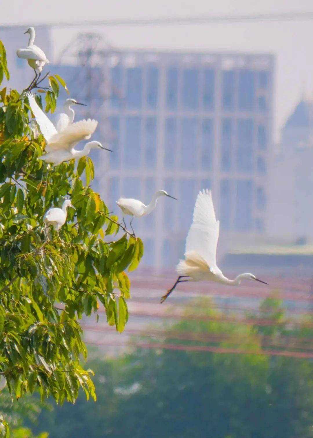 在东莞,误入"鹭鸟天堂"!_万江_白鹭本_美景