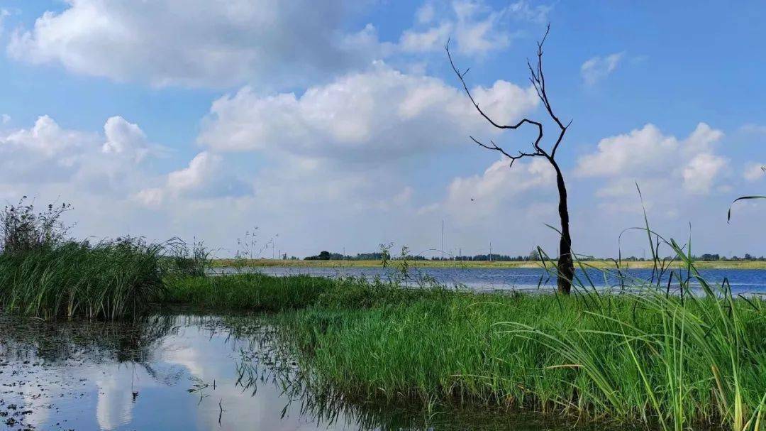 蒙城首次发现,北淝河国家湿地公园._保护_小天鹅_动物