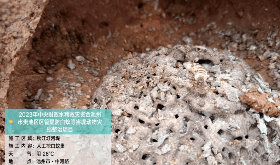 81万元,对全区64座水库及13处堤防148.42km开展白蚁危害防治应急整治.