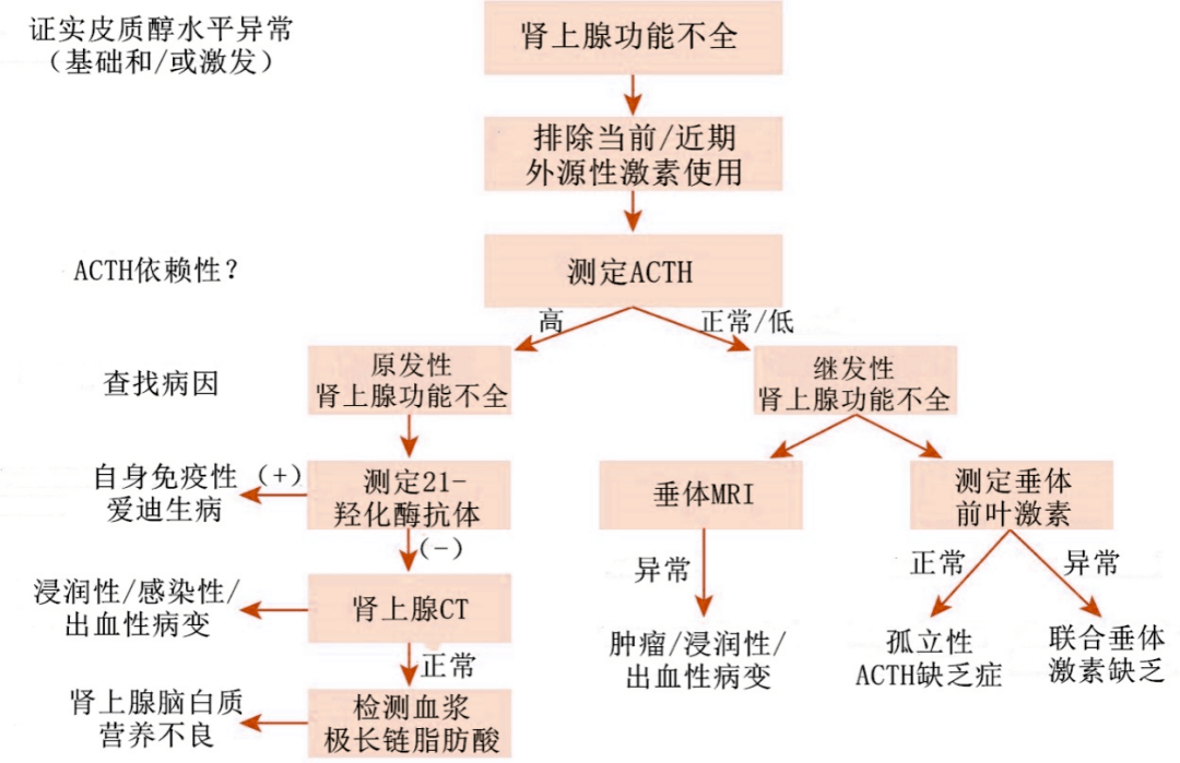 的最常见原因(长期使用糖皮质激素会抑制内源性肾上腺皮质分泌皮质醇