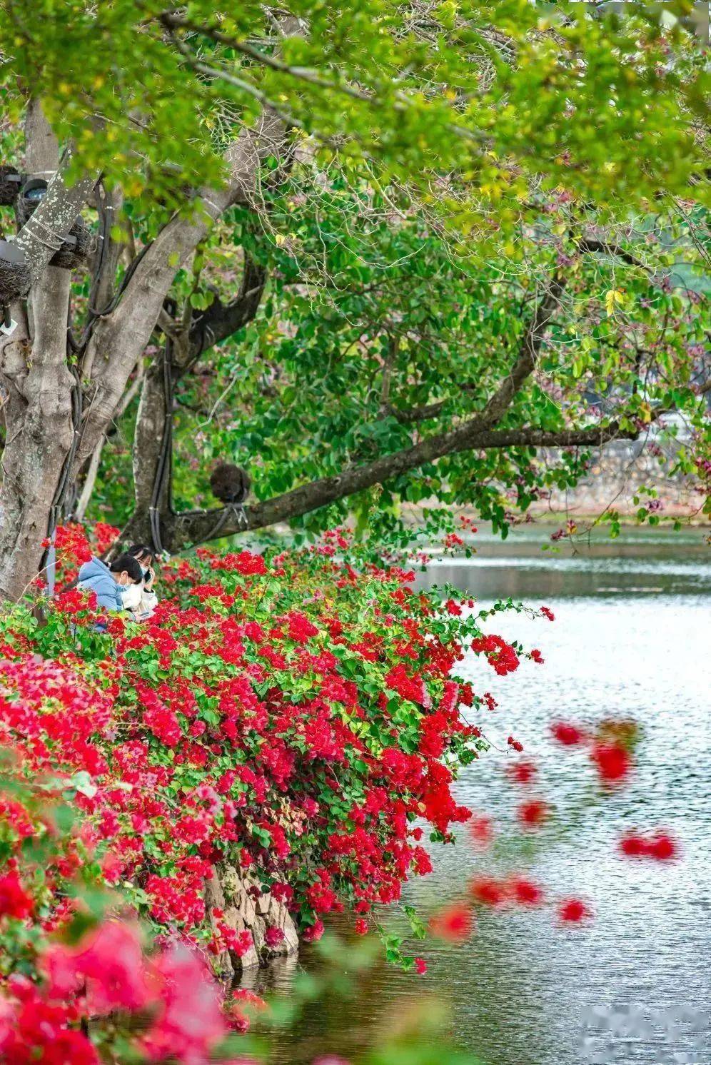 惠州三栋看花的景点图片