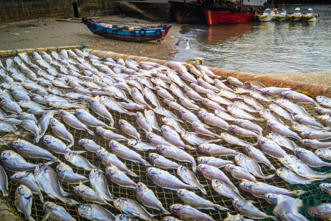 又到嵊泗晒鱼鲞时,金灿灿,红艳艳,轰轰烈烈!_旅游_微信_鳗鱼